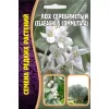 Лох Серебристый 5 шт РЕДКИЕ СЕМЕНА